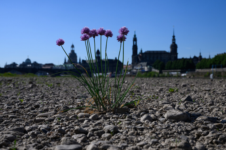 Wilder Schnittlauch wächst inmitten des ausgetrockneten Elbufers von Dresden. In den nächsten Jahren wird es in Deutschland wohl immer häufiger zu Trockenheit kommen.