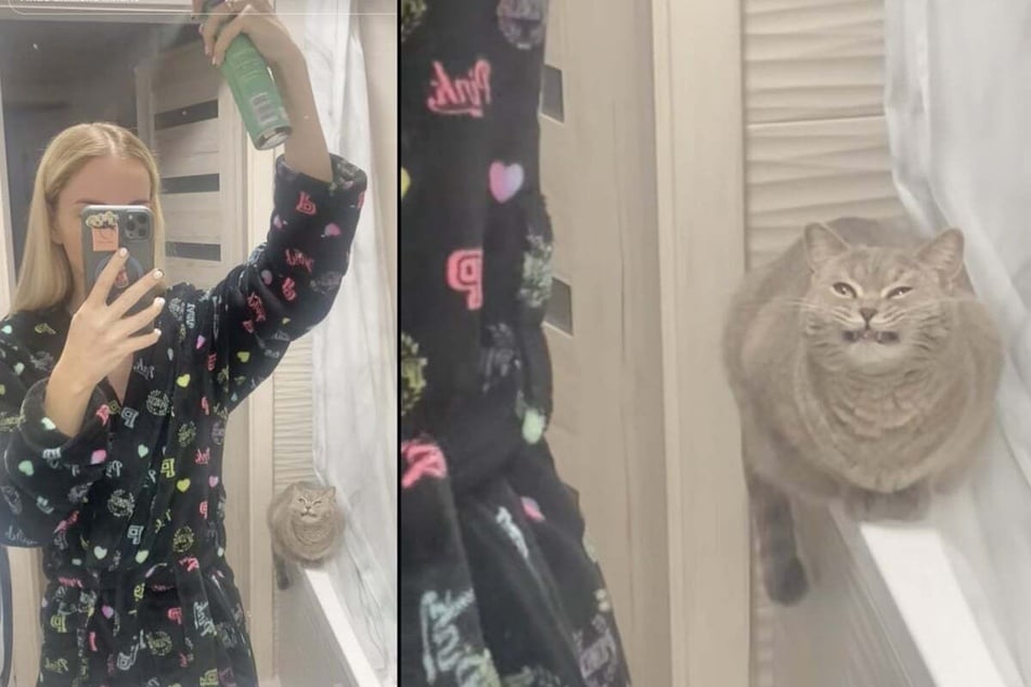 Simona the cat adores her owner, which is why the animal follows her everywhere she goes. Recently, the kitty's clinginess was tested, and she came out on top!