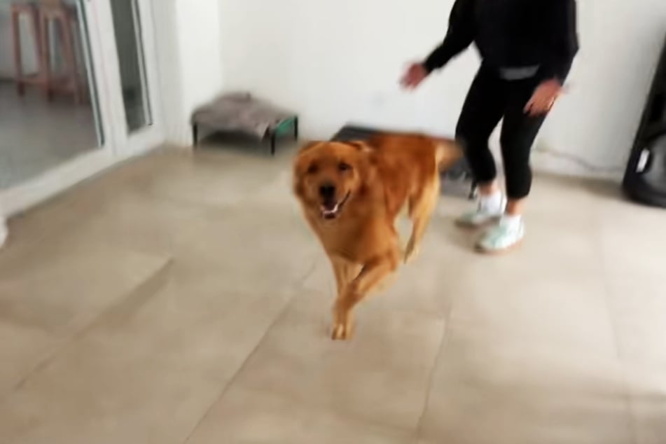 Apolo ist außer sich vor Glück.