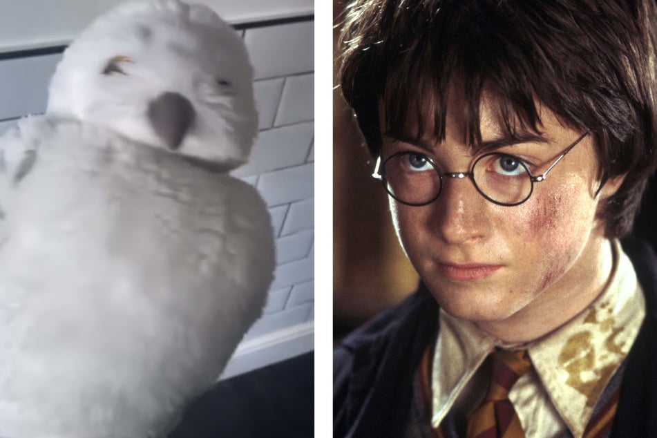 Tierschützer sollen Harry Potters Eule aus Wand befreien