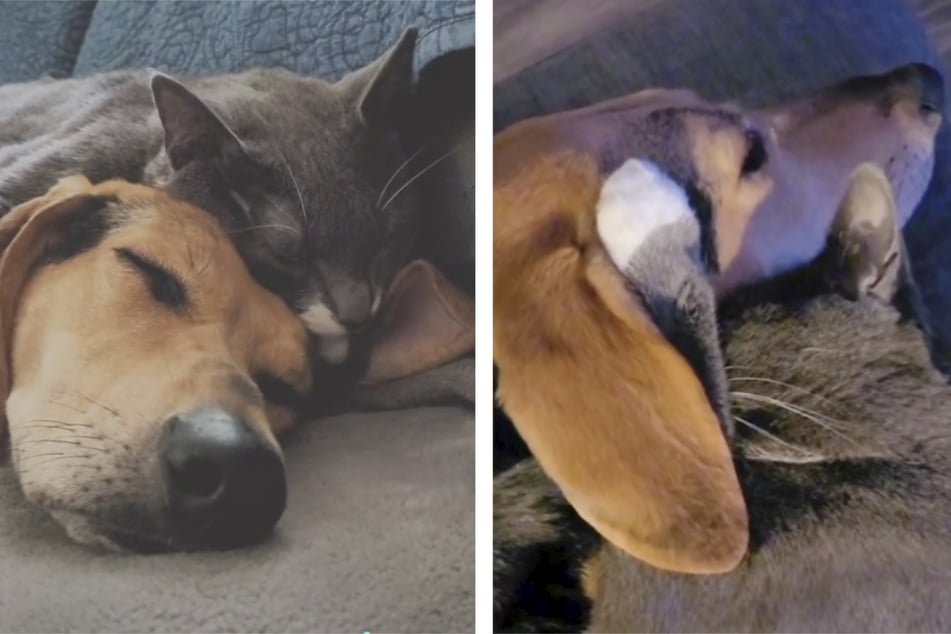Verliebt schmusen Hund und Katze zusammen auf der Couch.