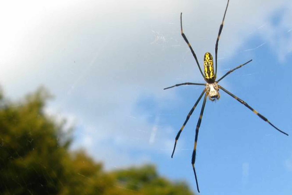 A species of giant venomous spiders from East Asia are making their way to New York City