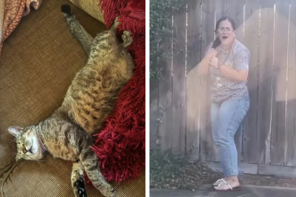 Schwestern tricksen Eltern mit "geretteter" Katze aus, die sind wenig begeistert