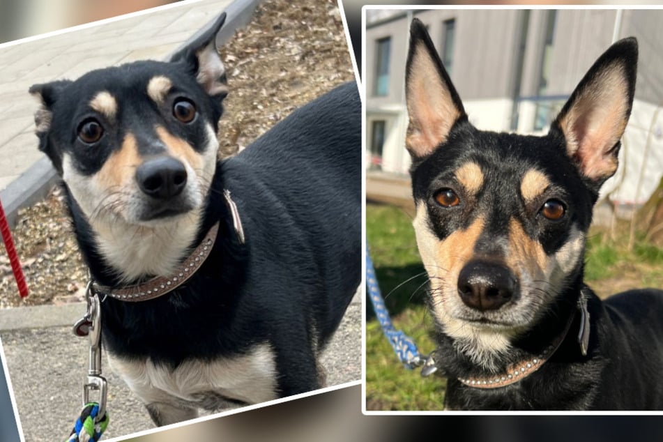 Die kleine und süße Nele sucht aktuell nach einem neuen zu Hause und möchte das Tierheim Bergheim gerne verlassen.