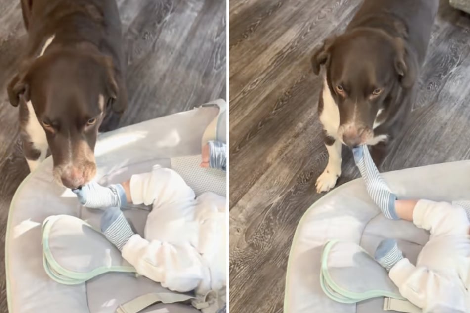 Genesis' Mischlingshund näherte sich zwar zur Freude seiner Halterin dem Baby an - aber auch nur, um ihm eine Socke zu klauen!