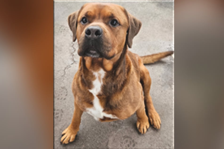 Rottweiler-Boxer-Mix Effe wartet im Frankfurter Tierheim auf ein neues Zuhause.