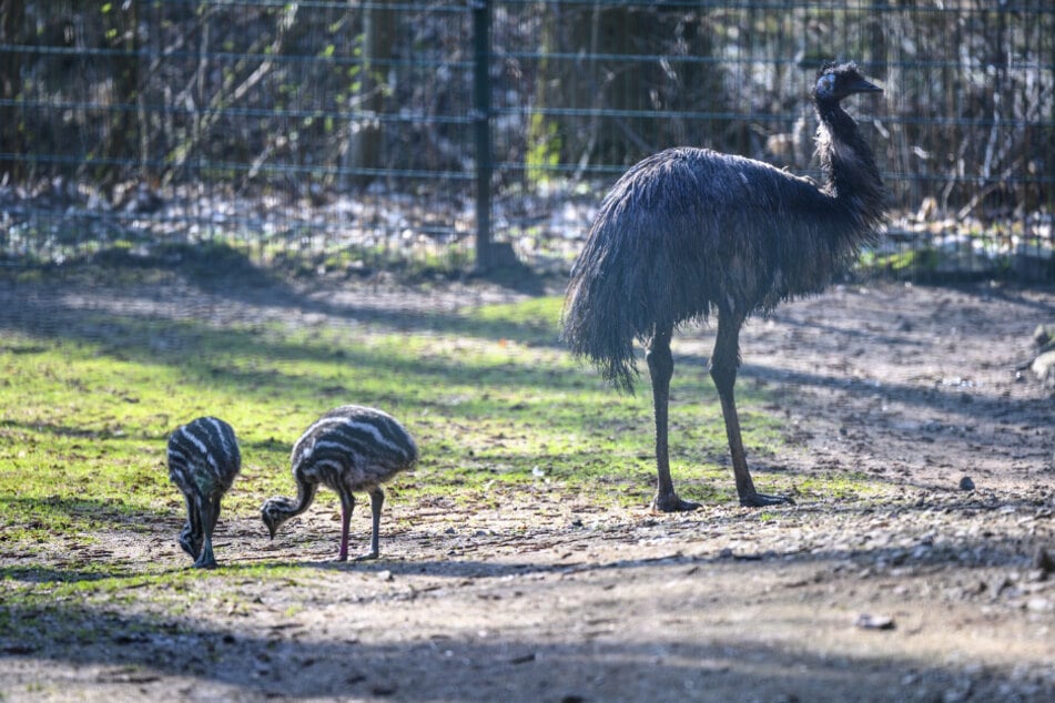 Die beiden Emu-Küken gehören zu den jüngsten Tierpark-Bewohnern.