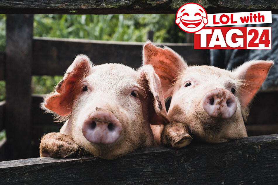 Today's Joke of the Day is a pig pen filled with funny!