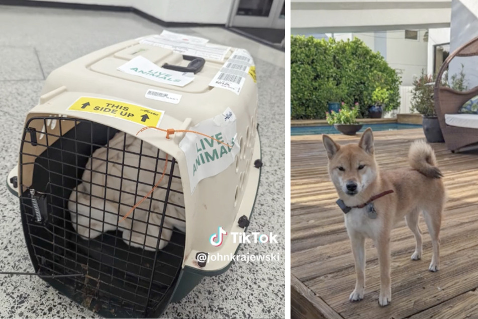 This free-spirited dog freed herself from her crate and roamed around the cargo hold.