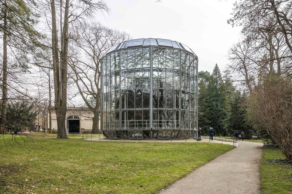 Ab dem heutigen Samstag öffnet das gläserne Kamelienhaus in Pillnitz endlich wieder. (Archivbild)