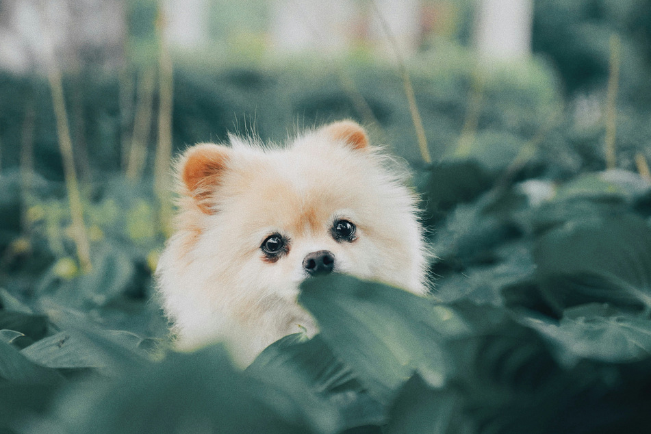 Pomeranians are cute little fluff balls, and the perfect toy dog breed.