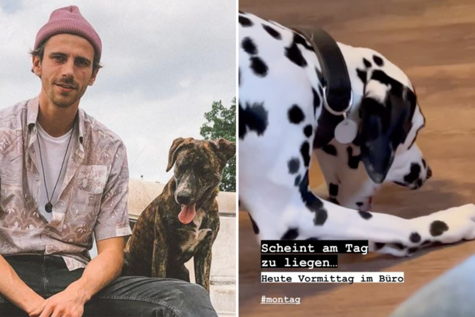 So hatten sich Fynn Kliemanns (34) Follower sein Comeback nicht vorgestellt: Der Influencer meldete sich in seiner Story mit kotzenden Hunden zurück.
