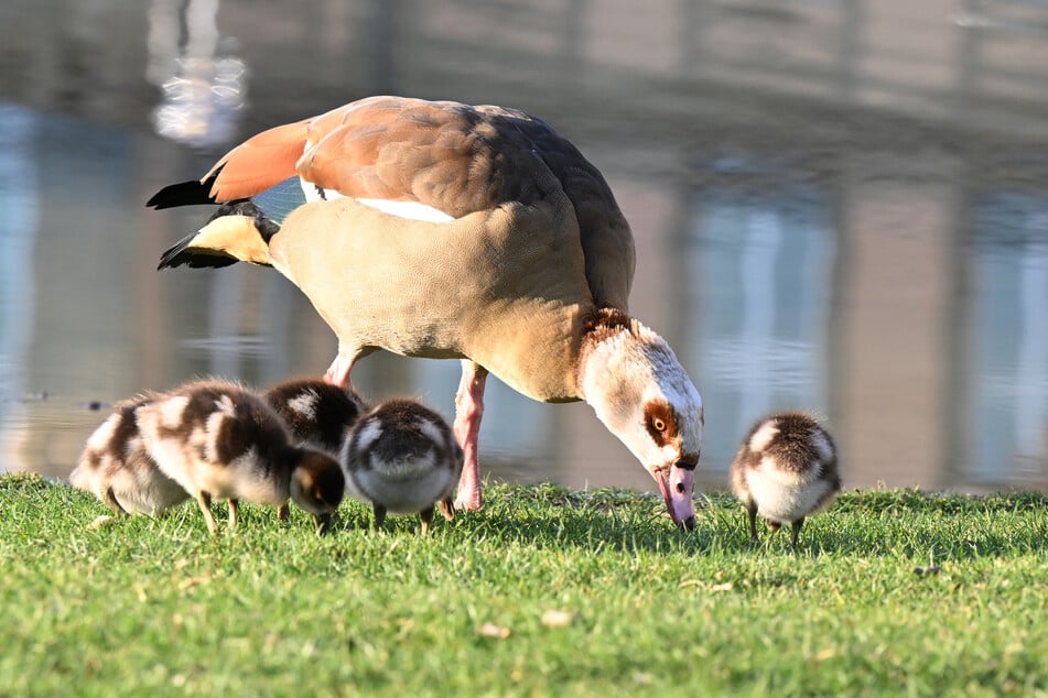 Nilgänse sind afrikanischen Ursprungs und leben normalerweise an nahrungsreichen Binnenseen und Flüssen.