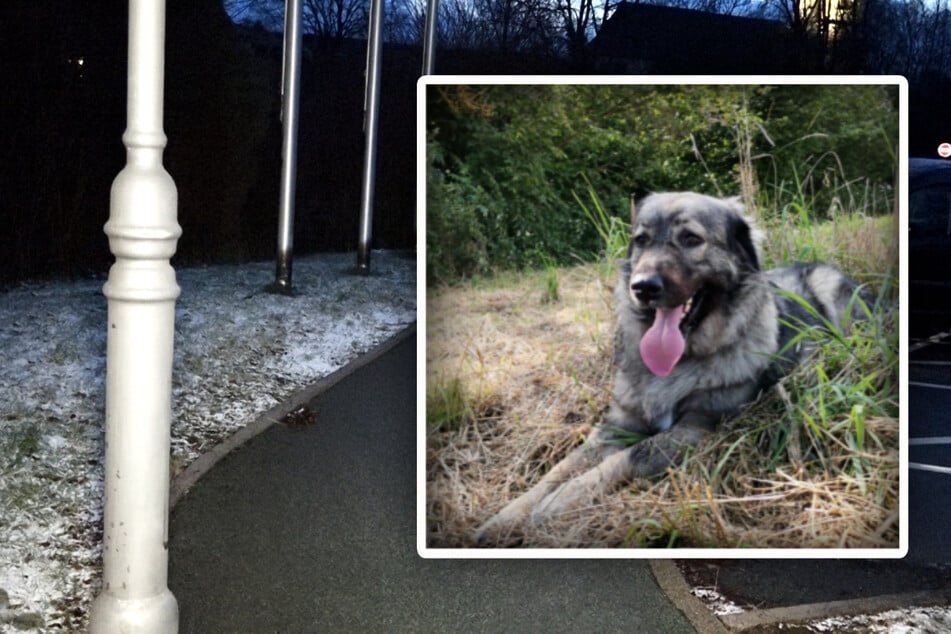 Hündin Akita erlitt einen tödlichen Stromschlag, als sie sich an der Laterne (l.) in Schwarzenbach erleichterte.