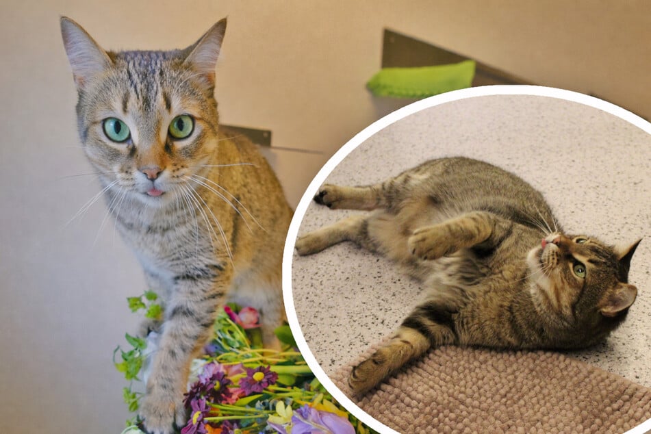 Sucuk hofft auf neue Besitzer, die Erfahrung im Umgang mit Katzen haben.