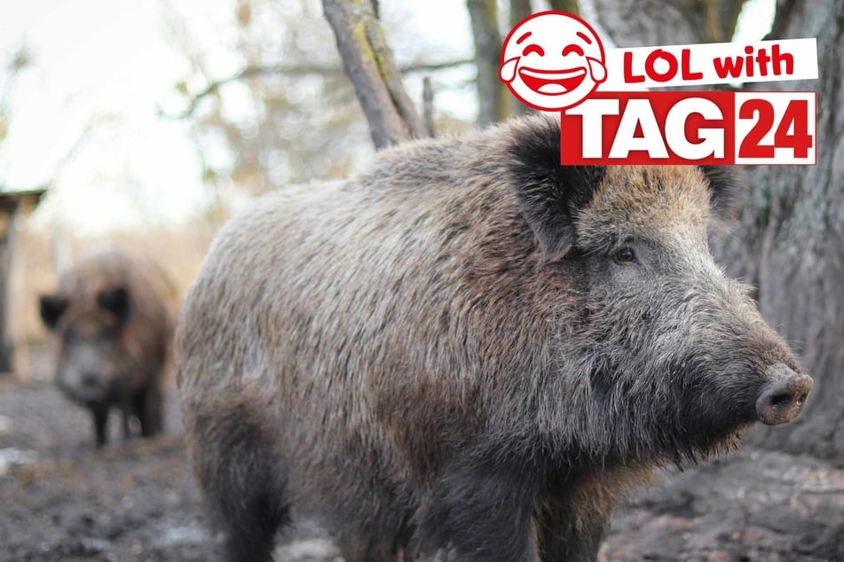 Joke of the Day for January 27, 2026: An animal funny.