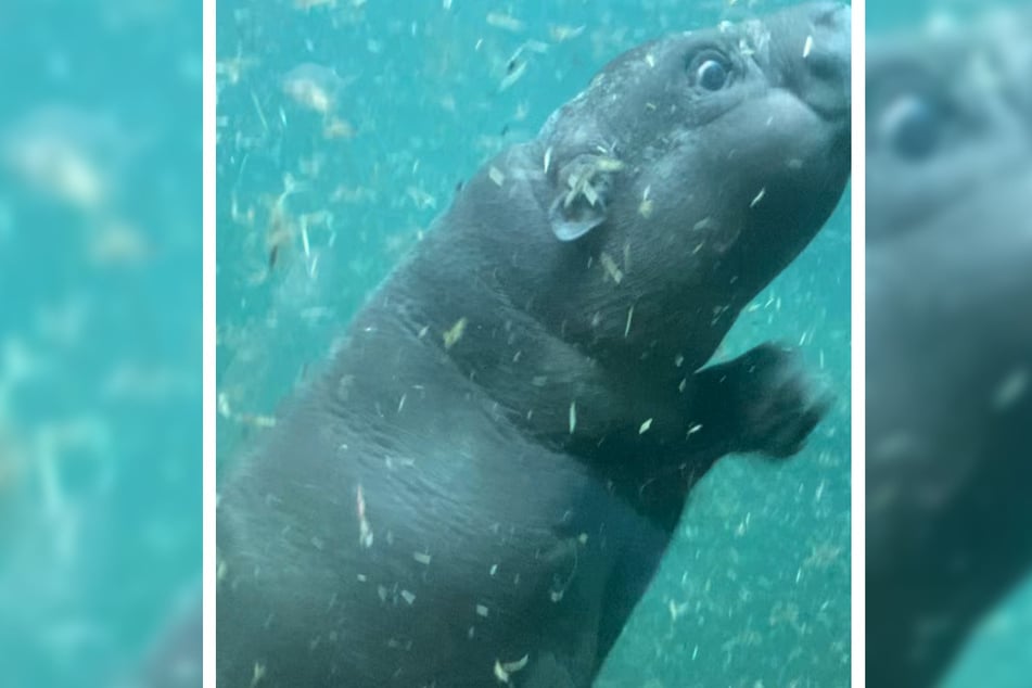 Ganz kurz zeigte sich Toni vor der Scheibe des Wasserbeckens der Hippo Bay.