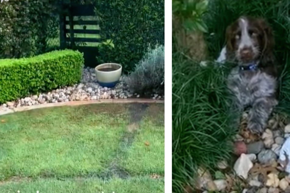 Hund legt sich jeden Morgen an die gleiche Stelle im Garten: Der Grund ist herzzerreißend!