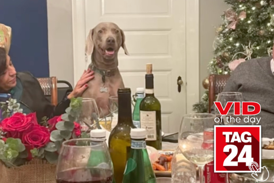 Today's Viral Video of the Day features a dog on TikTok that many viewers think was a human in his past life!