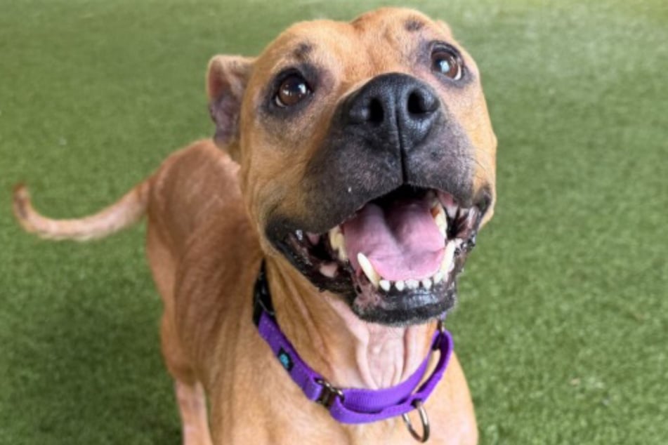 Roxy ist eine lebensfrohe Hündin. Das hat ihr bislang aber nichts gebracht.