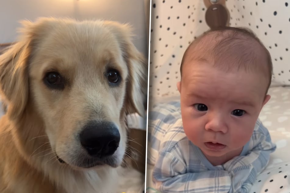 Baby macht Bäuerchen: Was Golden Retriever dann tut, lässt Herzen hüpfen