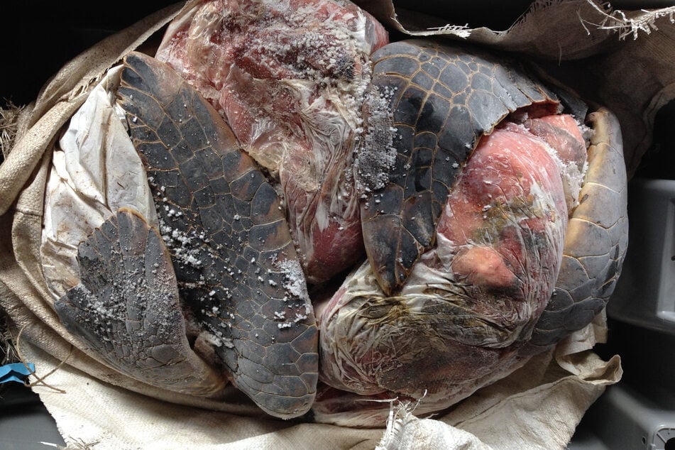 Das Fleisch von Meeresschildkröten kann einen lebensgefährlichen Krankheitserreger enthalten.