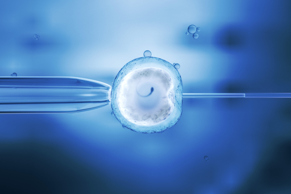 Mit der künstlichen Befruchtung mittels "In-vitro"-Methode wird das Spermium direkt in die Eizelle eingesetzt. (Symbolfoto)