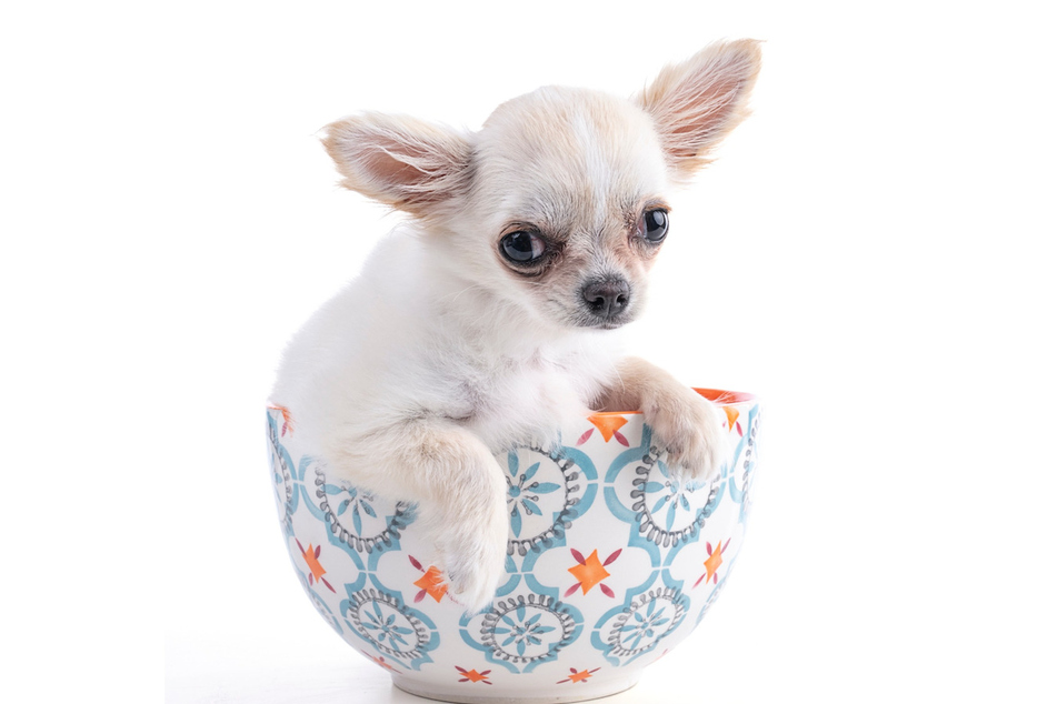 Während es keine Riesen- oder Königschihuahuas gibt, werden aber Mini-Chihuahuas gezüchtet.