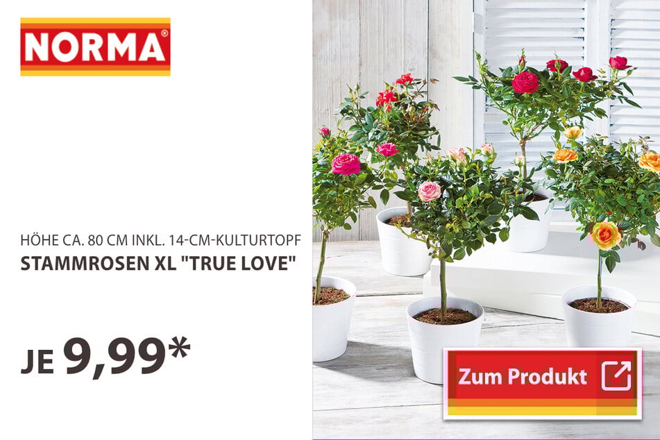 Stammrosen XL "True Love"