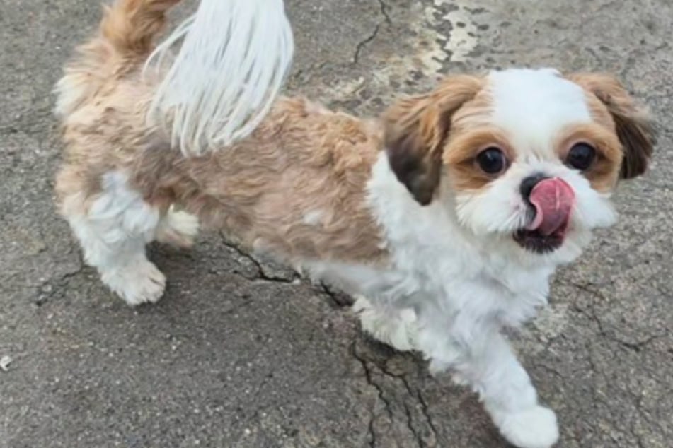 Malý miluje procházky – i své lidi. U koček to ale vypadá jinak…