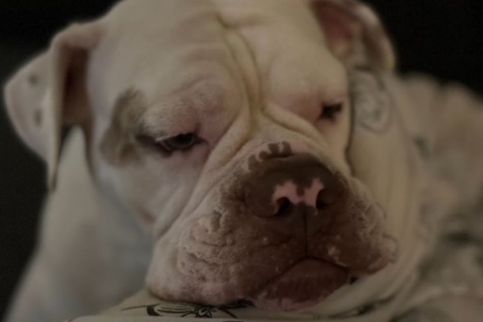 Die Olde English Bulldogge sehnt sich nach einem liebevollen Zuhause.