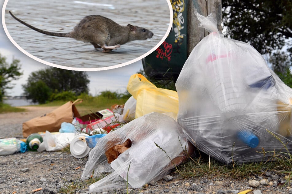 Abfall lockt Ratten an: Wie groß ist das Problem in Sachsens Großstädten?