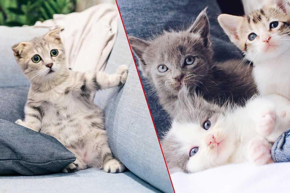 The cutest cat breeds in the world all have something in common: Fluffiness.