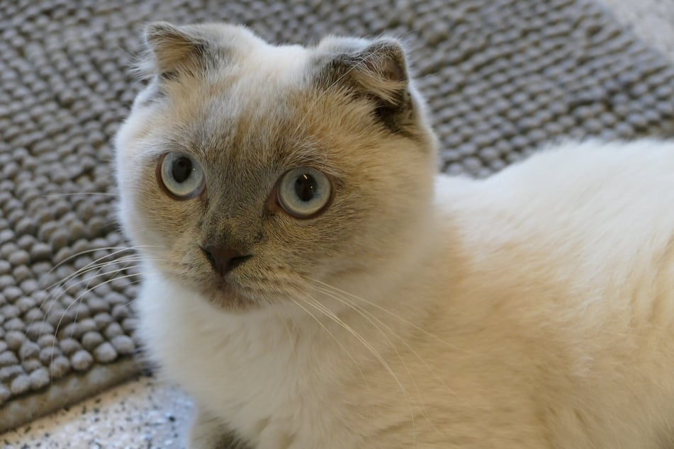 Damit ihre Öhrchen einknicken, wurden Katzen mit einem Knorpeldefekt in der Zucht begünstigt. Leider betrifft das auch die Gelenke der Tiere.