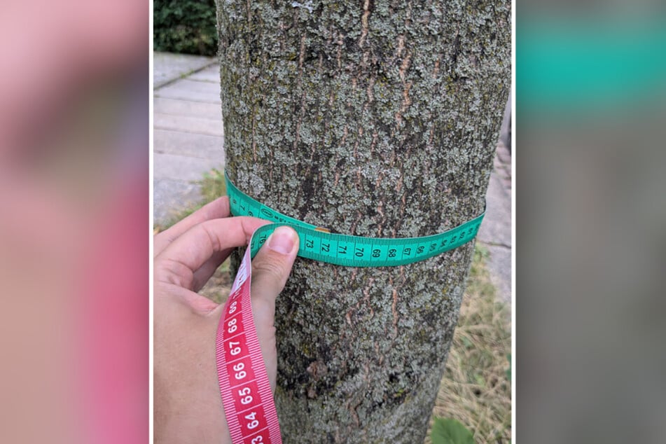 Mit 72 Zentimetern Stammumfang könnte dieser Baum nach Plänen der neuen Baumschutzsatzung gefällt werden.