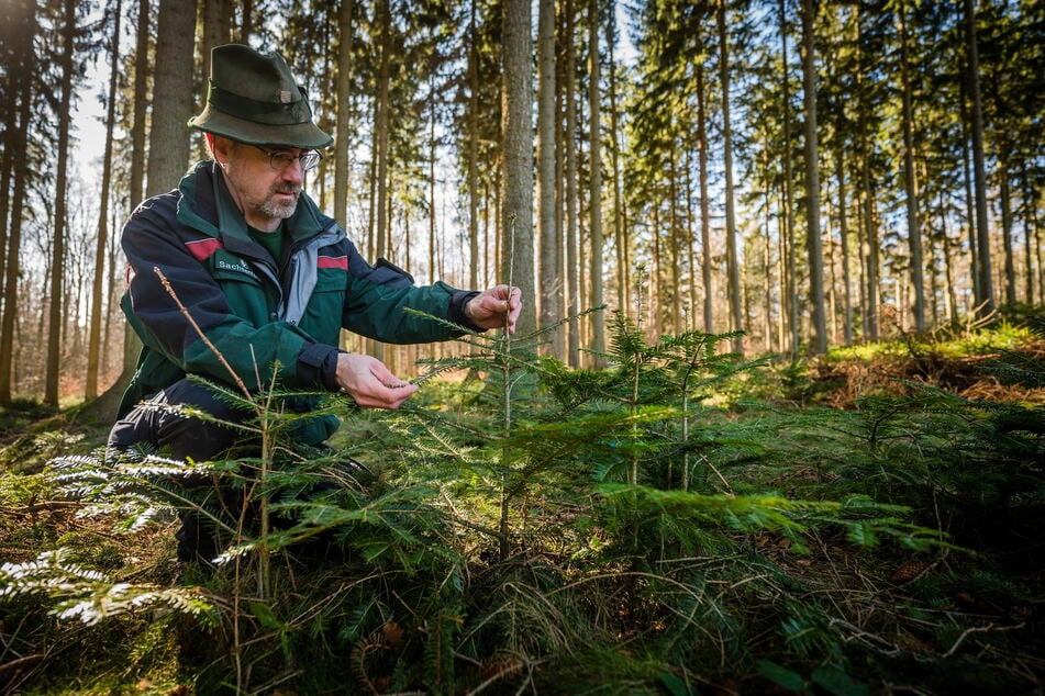 Sächsische Förster setzen auf Baumarten, die der Trockenheit trotzen. So wie hier der Chemnitzer Revierförster Ullrich Göthel (53), der seine Weißtannen begutachtet.