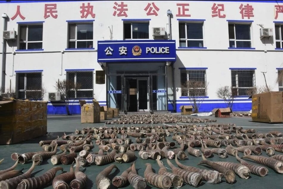 Sorgfältig aufgereiht, um das Ausmaß des abscheulichen Handels klarzumachen: Hörner von Saiga-Antilopen in der Mongolei.