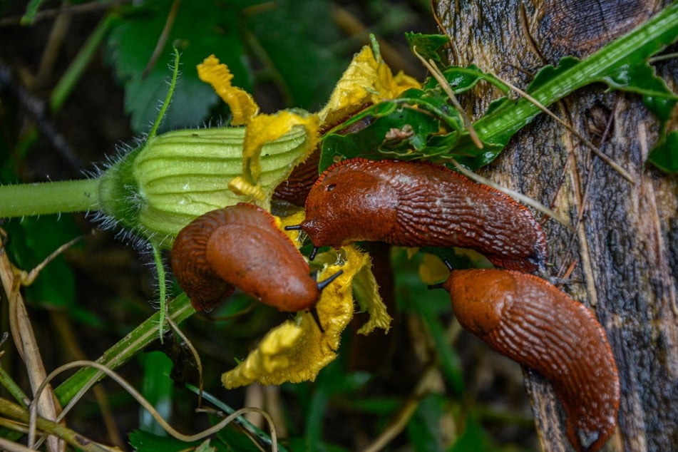 Damit Schnecken nicht so über die Blumen einherstürzen, kann man schneckenresistente Stauden einpflanzen.