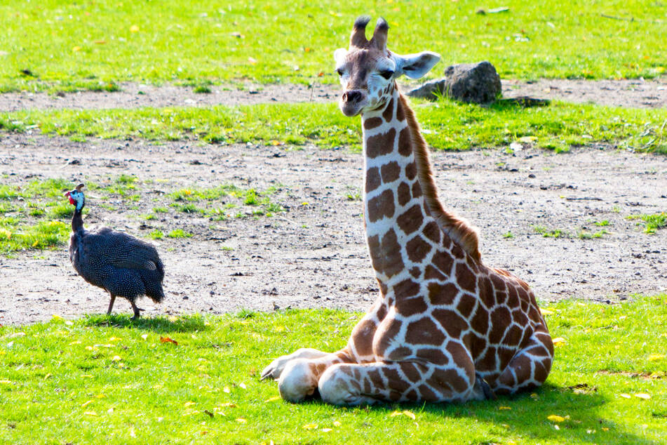 Moya heißt die zwei Monate alte Rothschild-Giraffe.