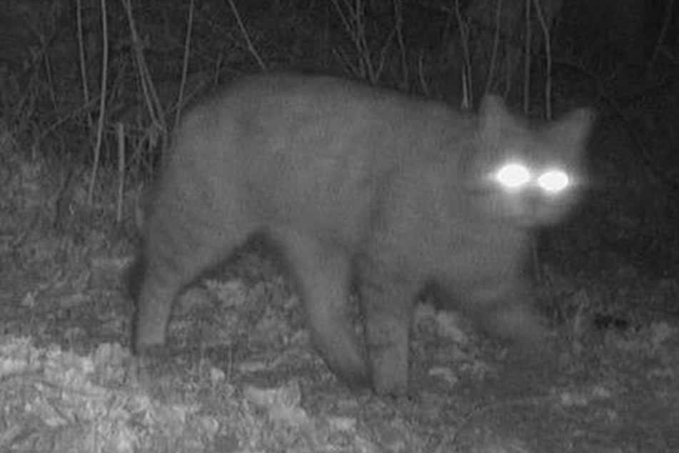 Eine Wildkamera in Schleswig-Holstein hat eine Europäische Wildkatze aufgezeichnet.