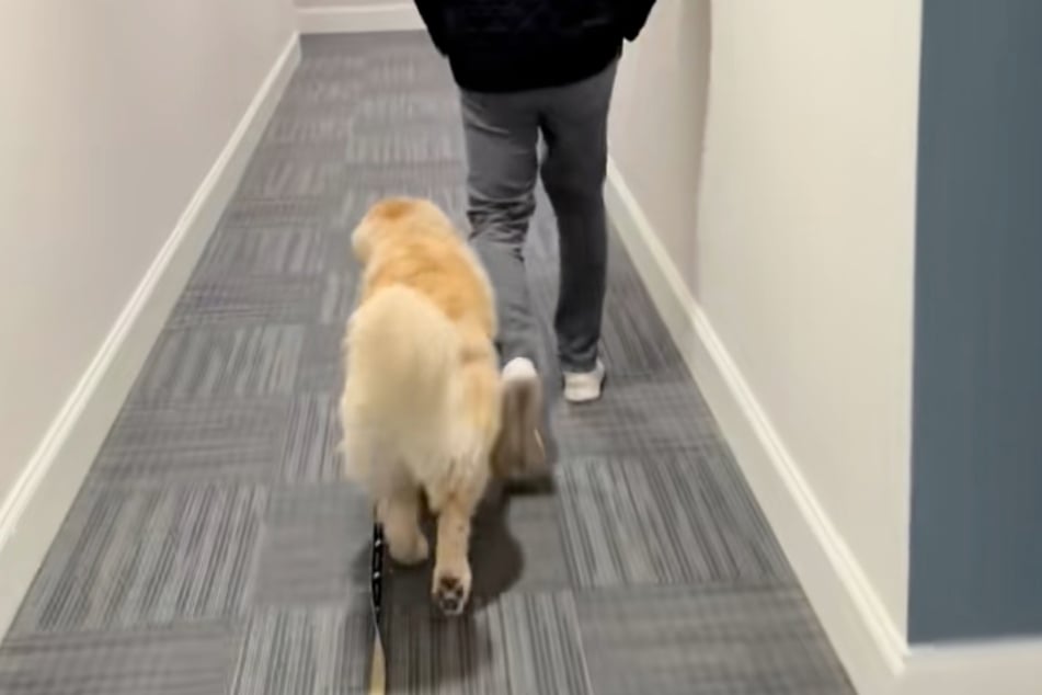 Jen s pánem Joem Lombardim (29) jde zlatý retrívr dobrovolně ven – pokud s ním přijde i jeho paní.