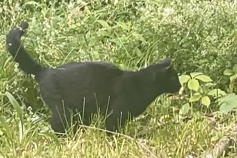 Amber Porter weiß nicht, ob die andere Katze, die draußen herumläuft, eigentlich ihre ist.