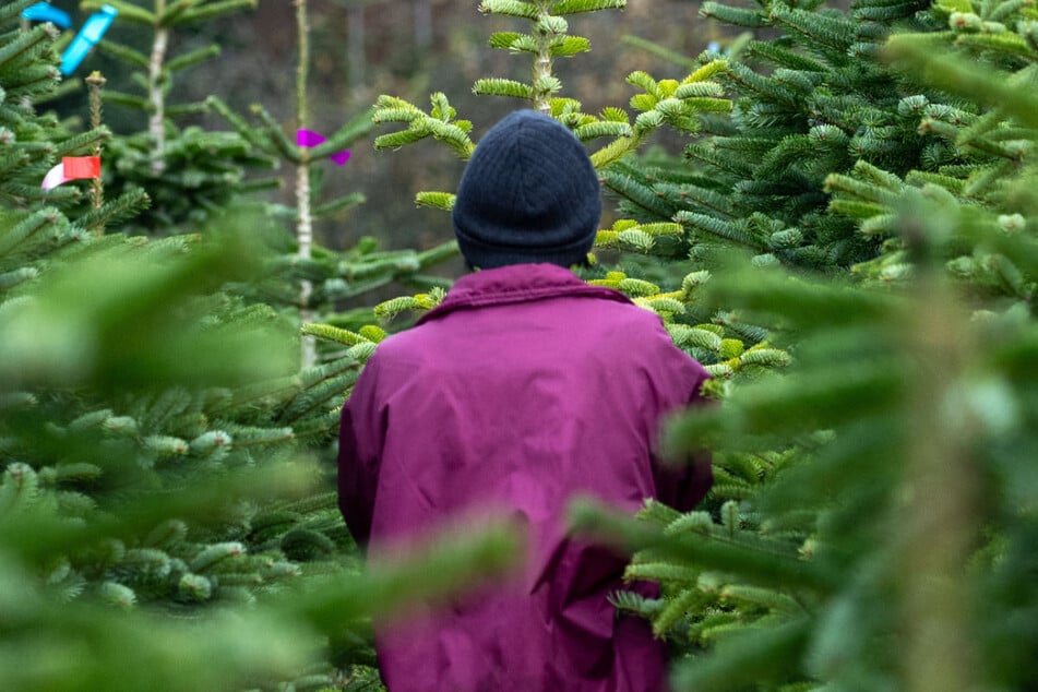 Rund vier Millionen Christbäume werden pro Jahr in Bayern verkauft. Die meisten aus eigens angelegten Kulturen.