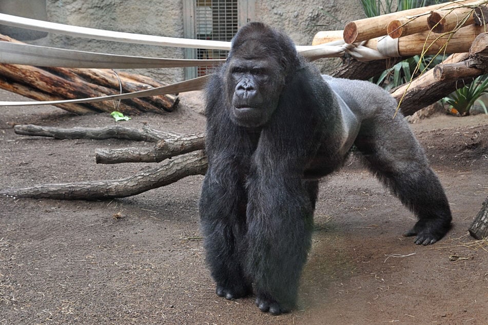 Flachlandgorilla Gorgo aus dem Rostocker Zoo musste eingeschläfert werden.