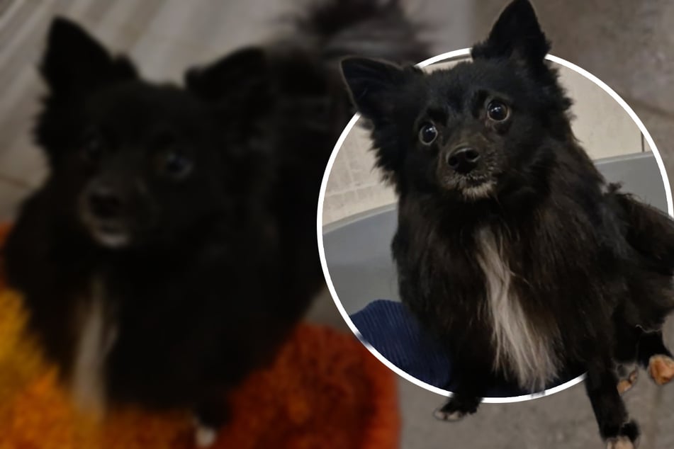 Nach übler Zeit sucht süßer Spitz-Mix jetzt die richtigen Menschen