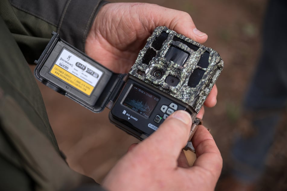 Con la ayuda de una cámara trampa instalada, se pudo avistar al raro gato salvaje. (Foto de muestra)