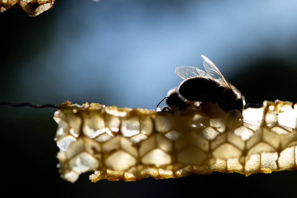 Experten warnen Imker: Neuer Parasit bedroht Bayerns Bienen