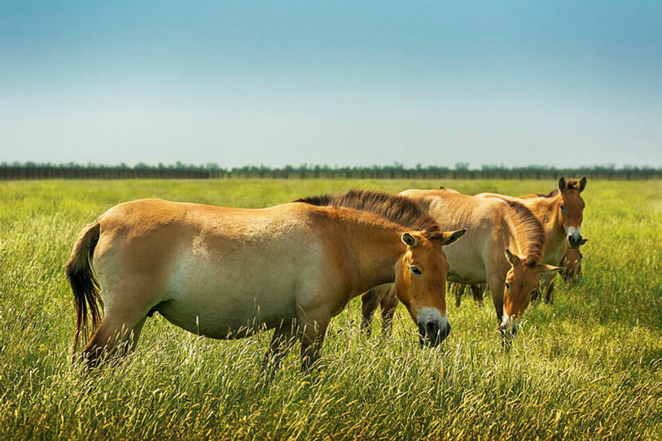 Nachdem sie fast 30 Jahre lang in ihrem Lebensraum ausgestorben waren, leben heute wieder Przewalski-Pferde in der mongolischen Steppe.