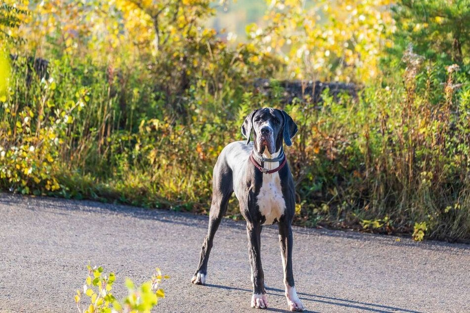 Deutsche Doggen haben neben ihrer gigantischen Statur vor allem ein riesengroßes Herz.