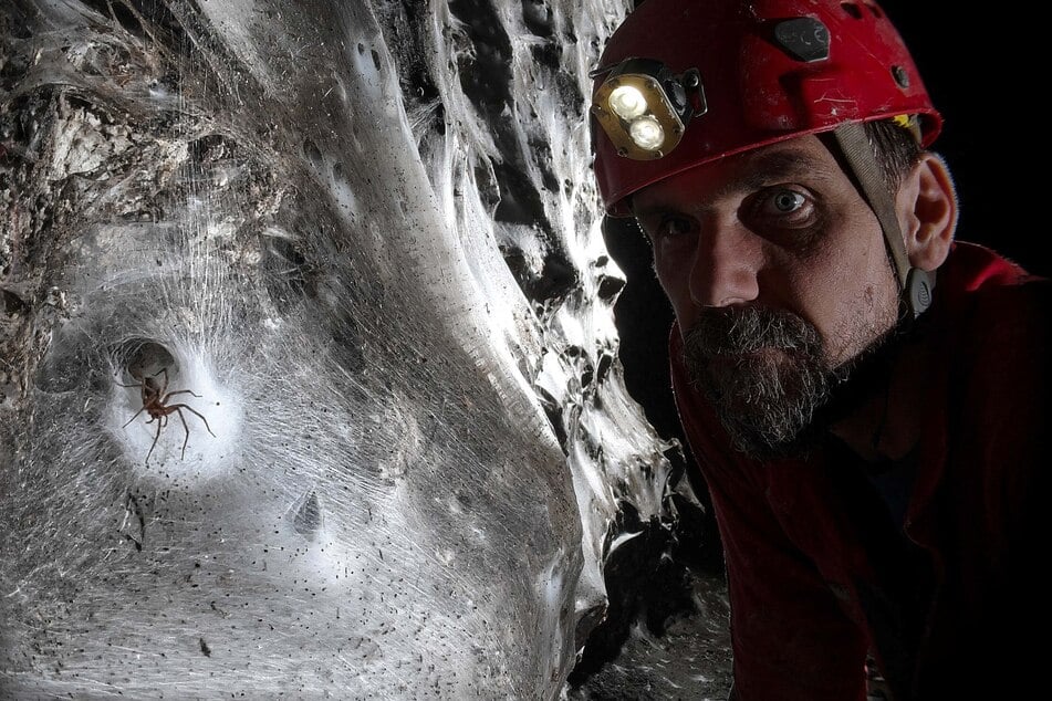 Más de 111 000 arañas vivirán en la mega‑telaraña.